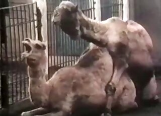 असली ऊंटों वाली डॉगीस्टाइल सेक्स मूवी