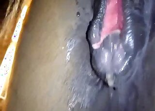 Fucking on all fours with two sexy horses here