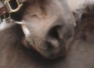 Horse fucking scene with lots of taboo action
