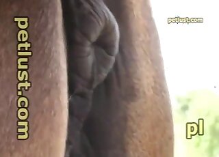 Good dude fooling around with a brown animal