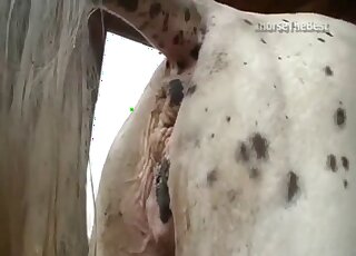 Sexy horses are fucking in their lovely doggy style