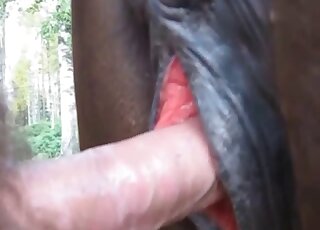 Sweet man and his horse have impressive sex action