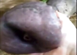 Horse penis getting stroked by a thirsty dude