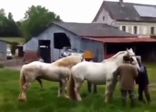 White horse with a big boner gets off with mare
