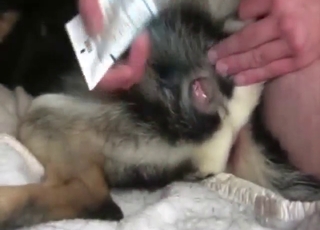 Toy-based zoo sex with a furry beast that cums