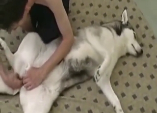 Female Husky dog is going to get fucked too
