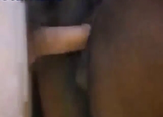 Mare's big pussy gets screwed by his boner