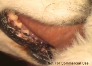 Dude's cock slides in the dog's eager throat