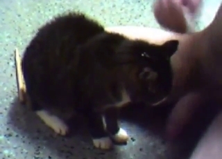 Bestiality sex with a cat can really be so hot