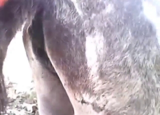 Now you can tell that this donkey loves it