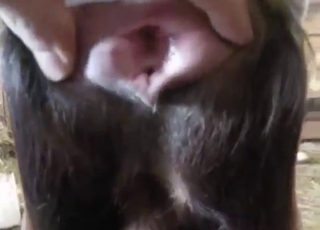 You're about to witness that great goat gape