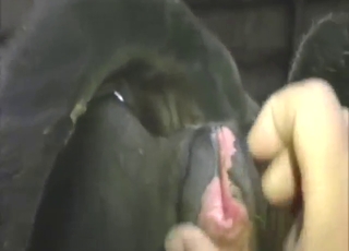 Good-looking animal is going to get fingered