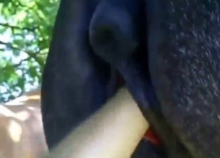 Dude fisting that mare's huge-ass pussy hard