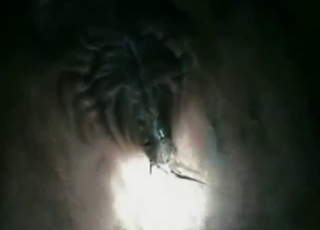 Gaping the cow's hole with his super-hard peen