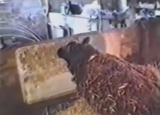 Dude uses his dick to make that sheep happy