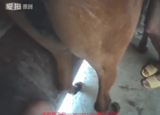 Dude sets his sights on a mare's hot-ass vag