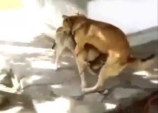 Gigantic dog dick slides in a dog's pussy today