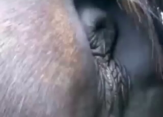 Mare's cunt is going to get fingered real hard