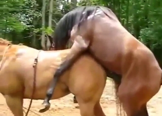 Bestiality porn looks hot as fuck with horses