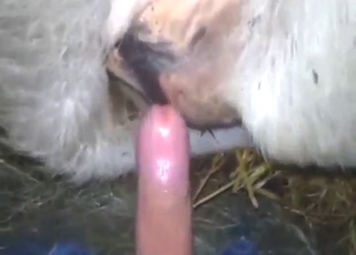 Dude has some freaky ideas concerning cow hole