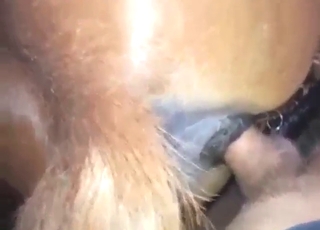 Hot MILF mare getting fucked by a guy's cock