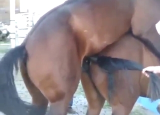 Zoophile porn looks great, horses are so hot