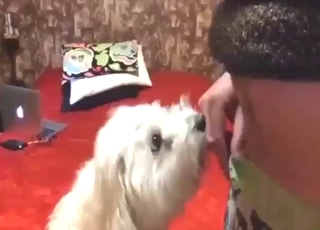 Beast should have been dicked down orally