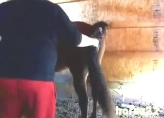 MILF mommy of a mare gets fisted super-hard