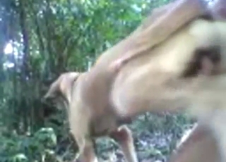 With big dick inside, this dog moans loudly