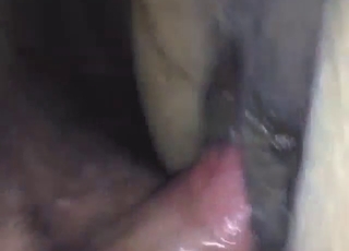 Pony's pretty pussy will get gaped by him