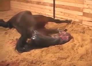 Witness a fucking horse giving birth in real time