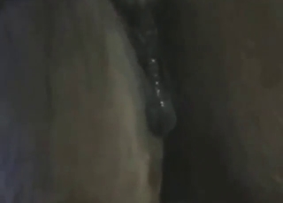 Mare's wet vag will be gaped by a sexy guy