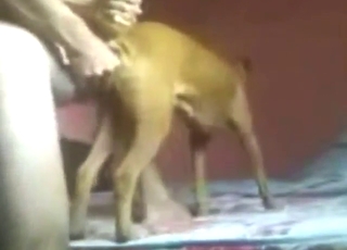 Dog fucking looks great, everyone cums from it