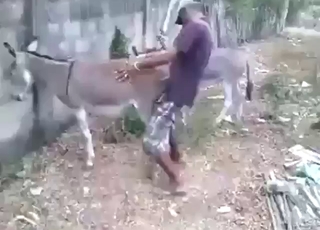 Agujero de burro follado por detrás también