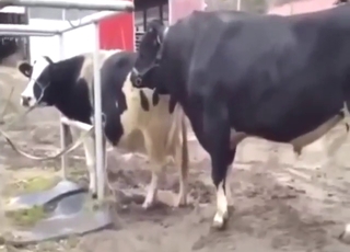 Cow-on-cow fucking with real great outcomes