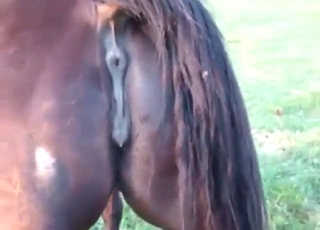 Horses and mares fucking each other outside