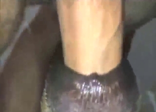 Female dog in zoo XXX with plenty of thrusts