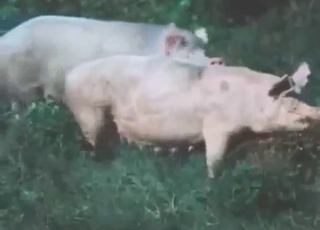 Intense passion with hot pig fucking in HD