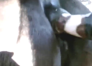 Horse pussy getting fucked by a nice dildo