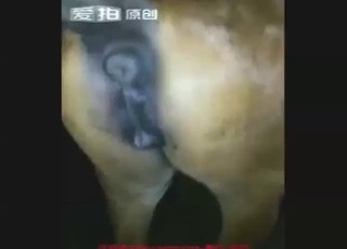 Dude is happy to obsess all over horse vagina