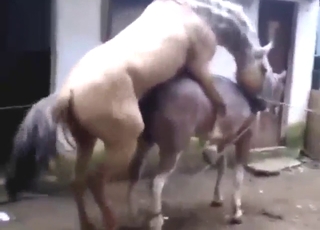 Brown horse fucked by a white horse real hard
