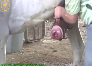 Dude is going to use his hands to jack off a horse