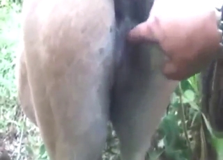 Fantastic mare showing off its awesome cunt