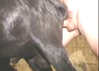 Goat with a gay hole gets fucked by a hot dude