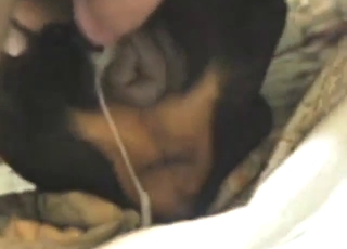 Dude uses his penis to fuck a dog in various ways