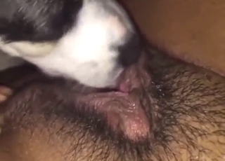 Sexy animal licks up and down her hairy crotch