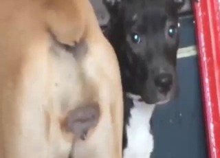 Dog's hot pussy is being showcased up close