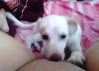 Twisted dog pussylick experience with a MILF