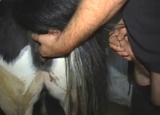 Zoo porn proves that mare pussies are the best