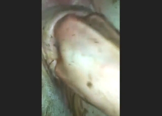 فرج كبير مترهل يتم إدخال قبضته فيه من قبل رجل شهواني